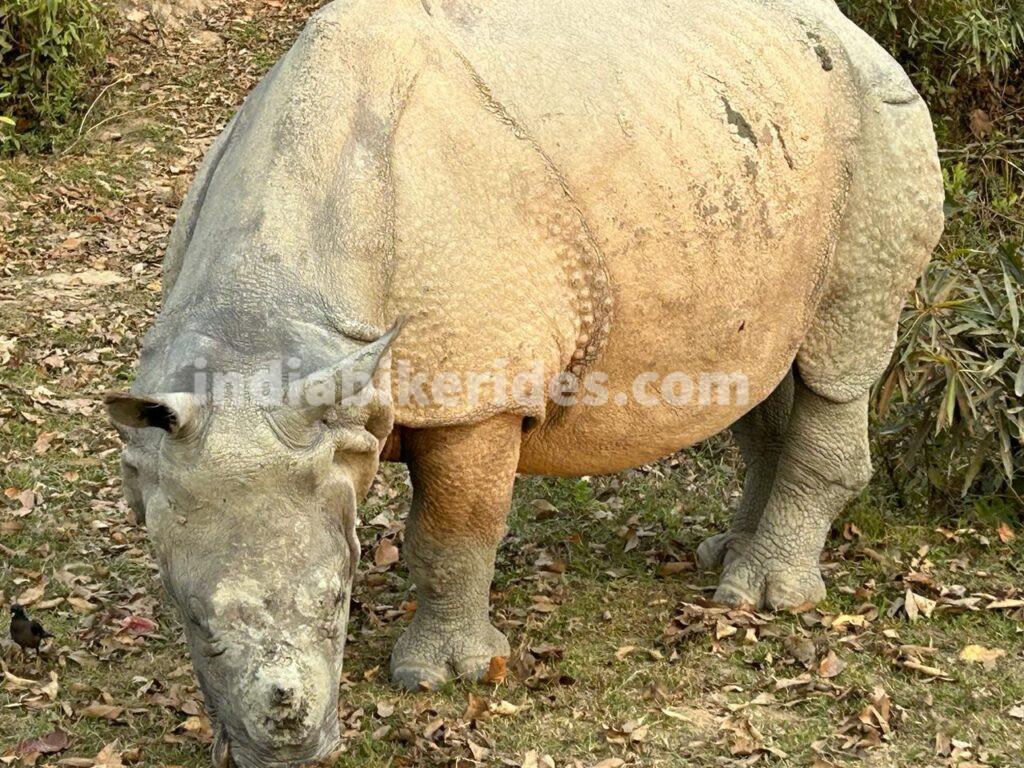 Kaziranga National Park, Rhinoceros 2, solo road trip from Delhi to northeast India