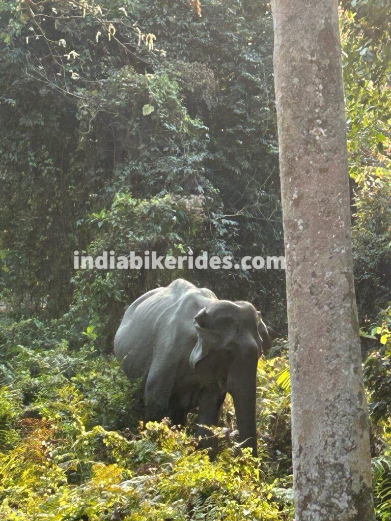 Kaziranga National Park, Elephant, solo road trip from Delhi to northeast India
