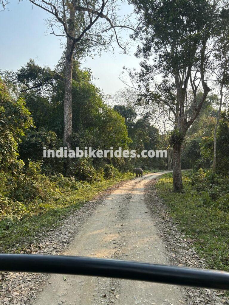 Kaziranga forest, solo road trip from Delhi to northeast India