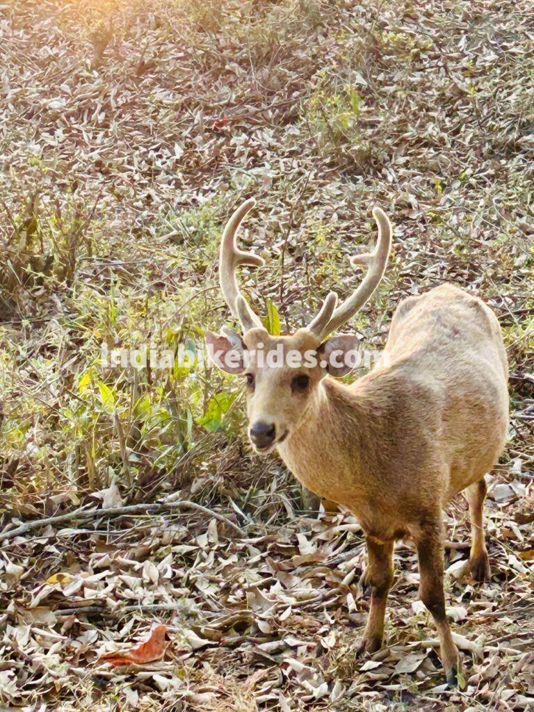 Kaziranga National Park, Deer, solo road trip from Delhi to northeast India