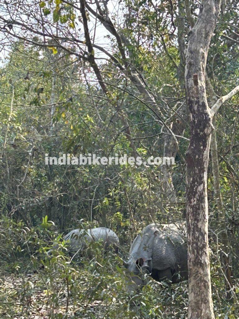 Kaziranga National Park, Elephants, solo road trip from Delhi to northeast India