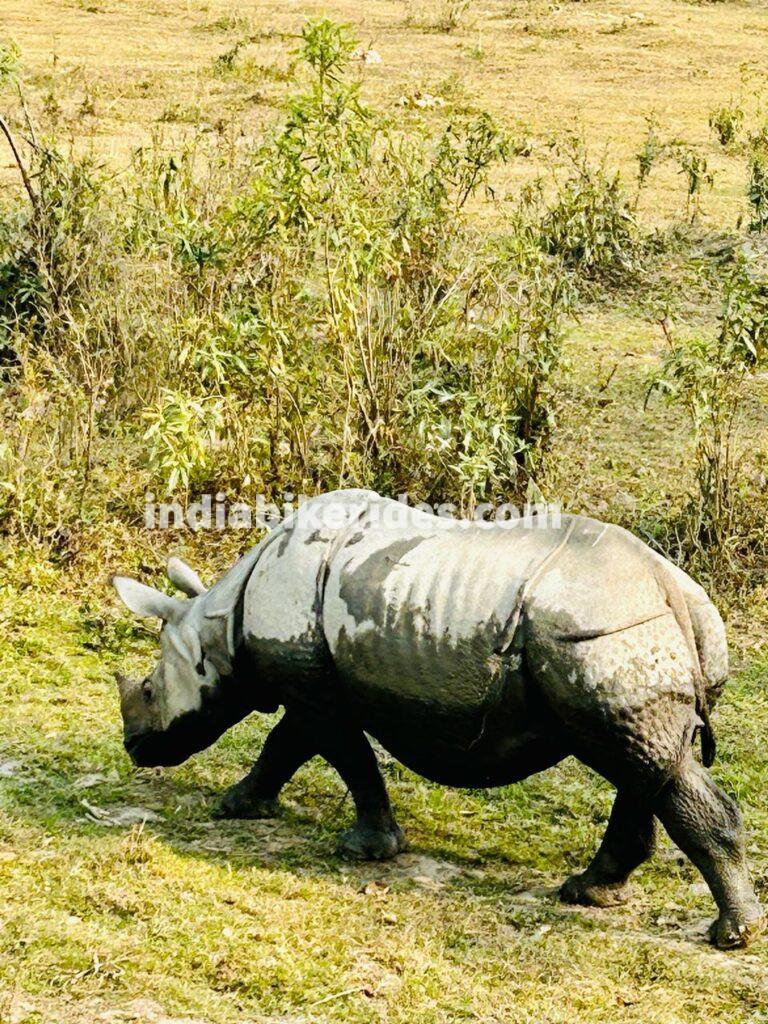 Kaziranga National Park, Rhinoceros, solo road trip from Delhi to northeast India