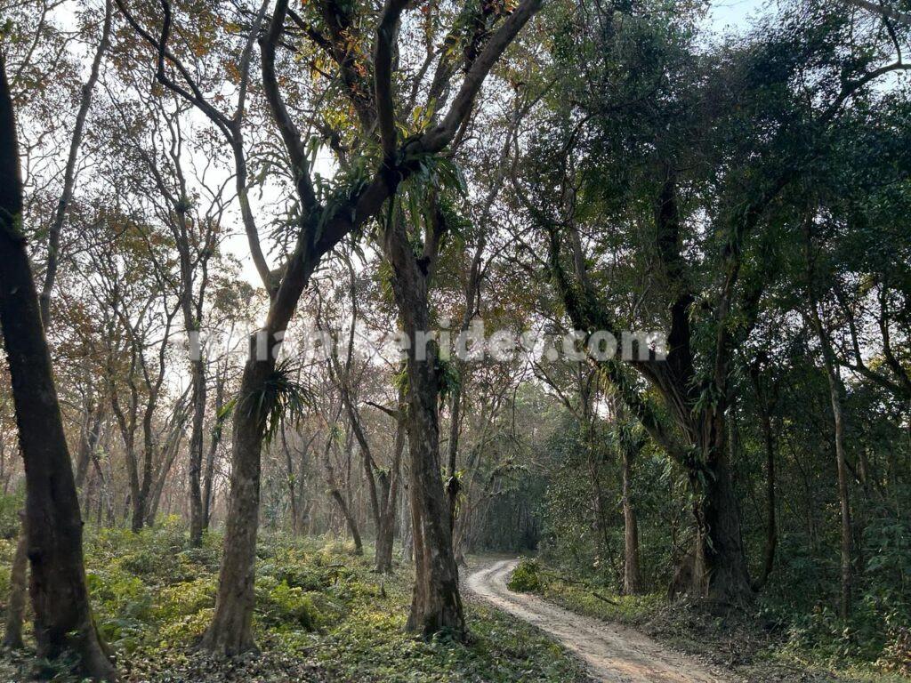 Kaziranga forest, solo road trip from Delhi to northeast India