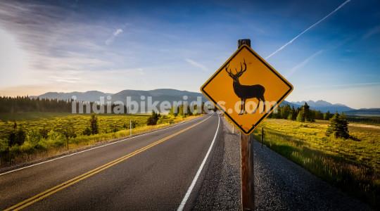 Watch for wildlife